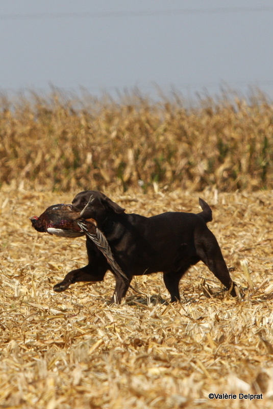 Field Erstein 09 (67).JPG